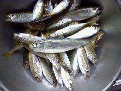 浅茂川にてサビキで豆アジ〜ピークは11時頃でした