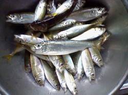 浅茂川にてサビキで豆アジ〜ピークは11時頃…