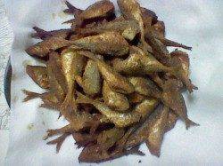 浅茂川にてサビキで豆アジ〜ピークは11時頃でした