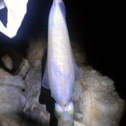 城ヶ崎にてエギングでアオリイカ、足元でヒットしました