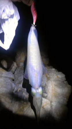 城ヶ崎にてエギングでアオリイカ、足元でヒッ…