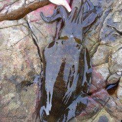 夕マヅメ狙いで城ヶ崎エギング、足元サイトで300gのアオリイカ2ハイ