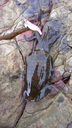 夕マヅメ狙いで城ヶ崎エギング、足元サイトで…