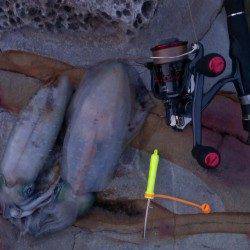 夕マヅメ狙いで城ヶ崎エギング、足元サイトで300gのアオリイカ2ハイ