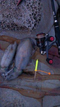 夕マヅメ狙いで城ヶ崎エギング、足元サイトで300gのアオリイカ2ハイ