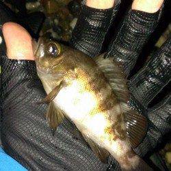 塩屋海岸 台風前のメバリング釣行