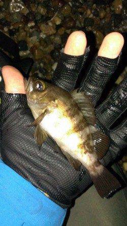 塩屋海岸 台風前のメバリング釣行