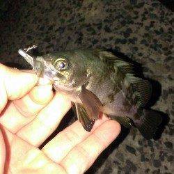 塩屋海岸にてメバリング最終戦行ってきました