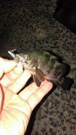 塩屋海岸にてメバリング最終戦行ってきました