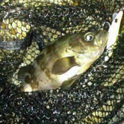 塩屋海岸にてメバリング最終戦行ってきました