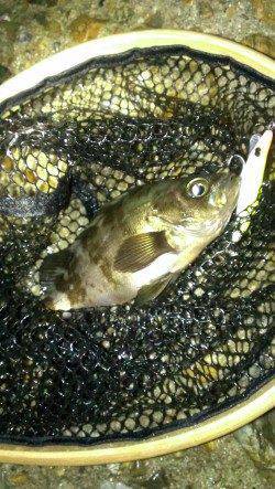 塩屋海岸にてメバリング最終戦行ってきました