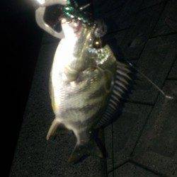 岸和田　19時からのルアー釣行でキビレ