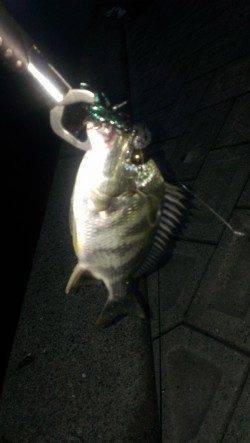 岸和田　19時からのルアー釣行でキビレ