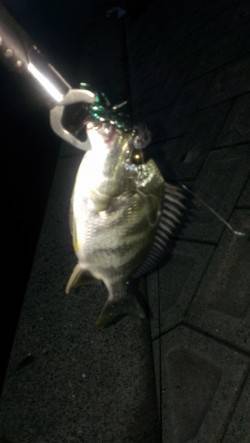 岸和田　19時からのルアー釣行でキビレ