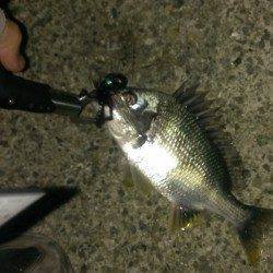 岸和田　19時からのルアー釣行でキビレ