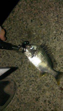 岸和田　19時からのルアー釣行でキビレ