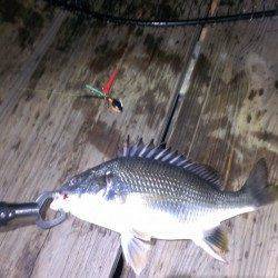 浜寺運河にてチニング〜キビレとマチヌをゲット