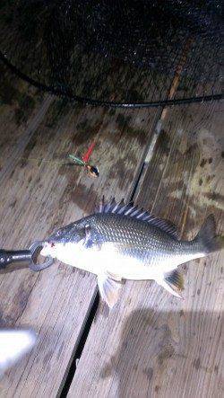 浜寺運河にてチニング〜キビレとマチヌをゲット