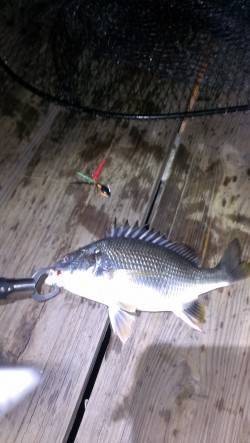 浜寺運河にてチニング〜キビレとマチヌをゲッ…