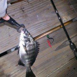 浜寺運河にてチニング〜キビレとマチヌをゲット