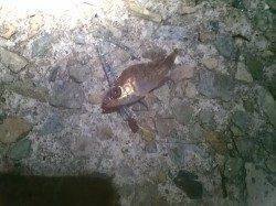 淡路アジング〜ちょっと渋めでもポツポツあげて楽しめました