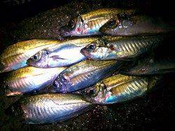 淡路アジング〜ちょっと渋めでもポツポツあげて楽しめました