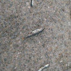 尼崎のびのび公園ジグサビキ調査