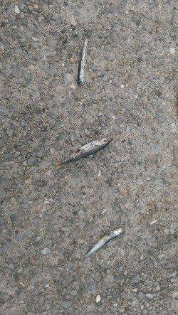 尼崎のびのび公園ジグサビキ調査