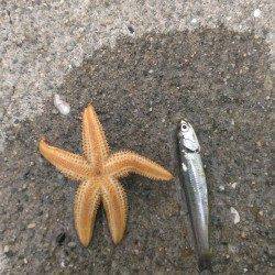 尼崎のびのび公園ジグサビキ調査