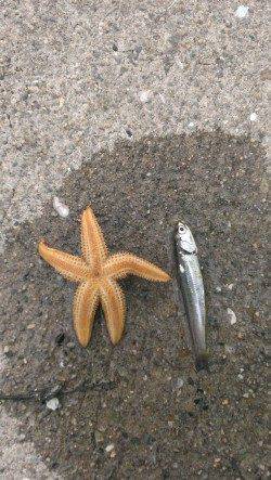 尼崎のびのび公園ジグサビキ調査