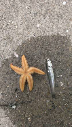 尼崎のびのび公園ジグサビキ調査