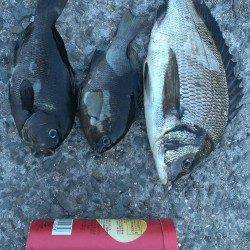 南芦屋浜にてウキ釣りでチヌ・グレの釣果