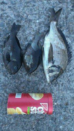 南芦屋浜にてウキ釣りでチヌ・グレの釣果