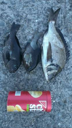 南芦屋浜にてウキ釣りでチヌ・グレの釣果