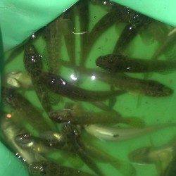 芦屋川河口でハゼ・キス、南芦屋浜ベランダでガシラ