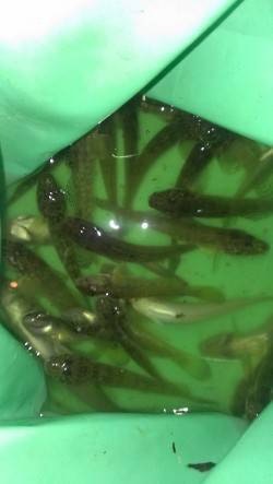 芦屋川河口でハゼ・キス、南芦屋浜ベランダで…