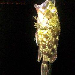 芦屋川河口でハゼ・キス、南芦屋浜ベランダでガシラ