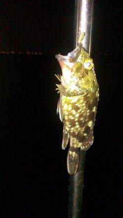 芦屋川河口でハゼ・キス、南芦屋浜ベランダでガシラ