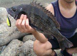 淀川河口でルアーゲーム★バイブで綺麗なマチヌ★　