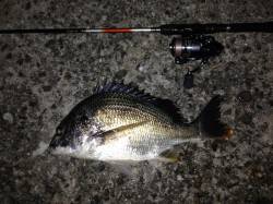 舞洲でチニング釣行　キビレの活性は高め