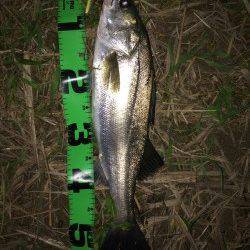 円山川でのナイトゲームシーバス