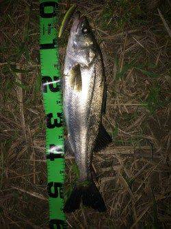 円山川でのナイトゲームシーバス