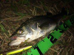 円山川でのナイトゲームシーバス