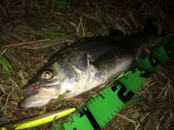 円山川でのナイトゲームシーバス