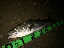 台風後少し活性上がった円山川にて60UPの…