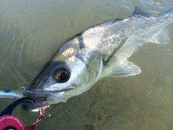 円山川デイゲーム☆シーバスのエラ荒いを堪能