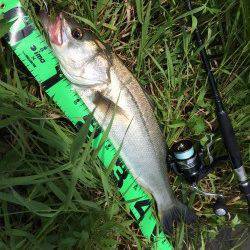 円山川デイゲーム☆シーバスのエラ荒いを堪能