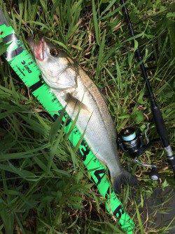 円山川デイゲーム☆シーバスのエラ荒いを堪能