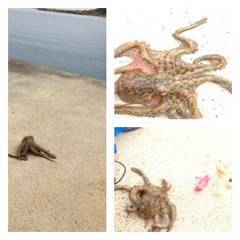 夕日港にてサビキ&胴付&タ…