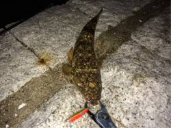 天橋立　夜のルアーフィッシングでマゴチ＆キ…